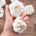 Fresh Pure White Garlic For Export